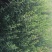 千屈菜水生植物基地直销物美价廉