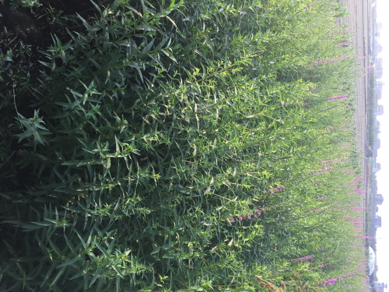 千屈菜水生植物基地直销物美价廉