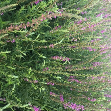 千屈菜水生植物基地直销物美价廉