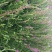 千屈菜水生植物基地直销物美价廉