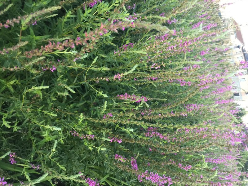 千屈菜水生植物基地直销物美价廉