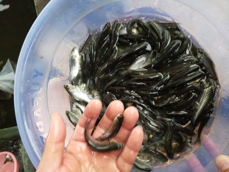 鱼苗青波鱼苗又名中华倒刺粑重庆青波苗包运输下塘