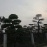 造型树（3一10公分）