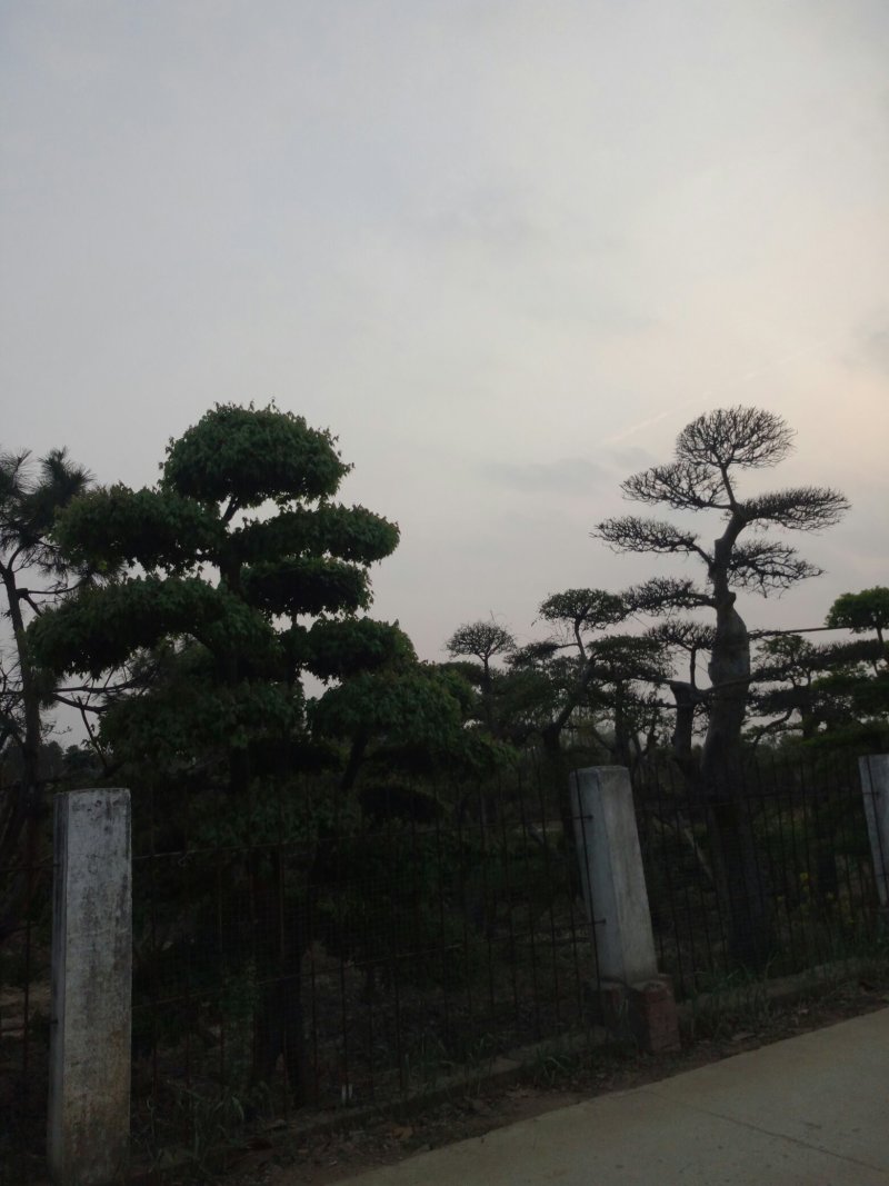 造型树（3一10公分）