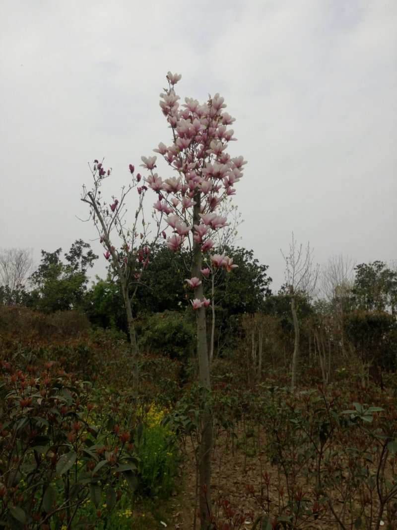 造型树（3一10公分）