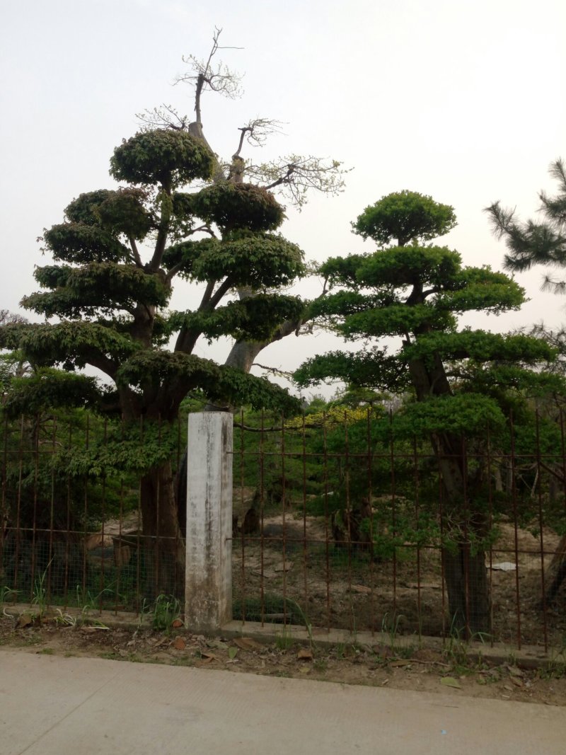 造型树（3一10公分）