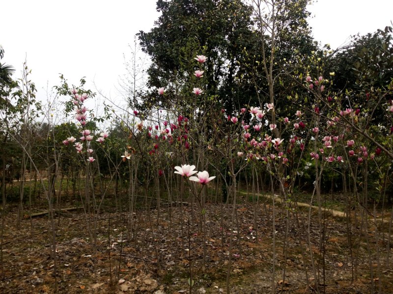 造型树（3一10公分）