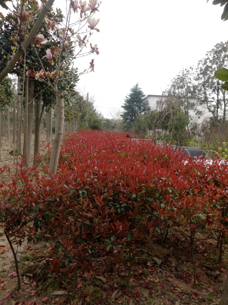 造型树（3一10公分）