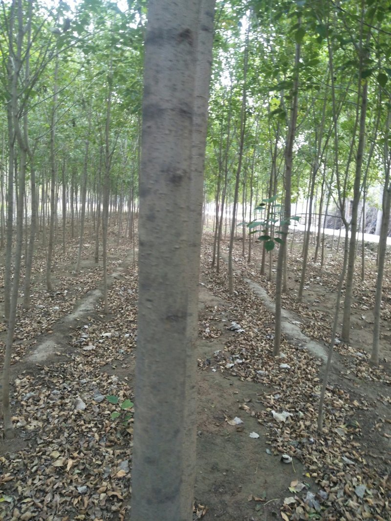 小叶直杆榆树苗，白榆树苗，一年生丶二年生树苗，量大优惠