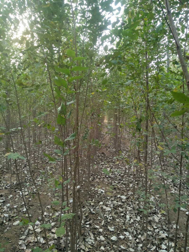 小叶直杆榆树苗，白榆树苗，一年生丶二年生树苗，量大优惠