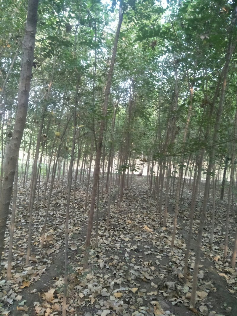小叶直杆榆树苗，白榆树苗，一年生丶二年生树苗，量大优惠