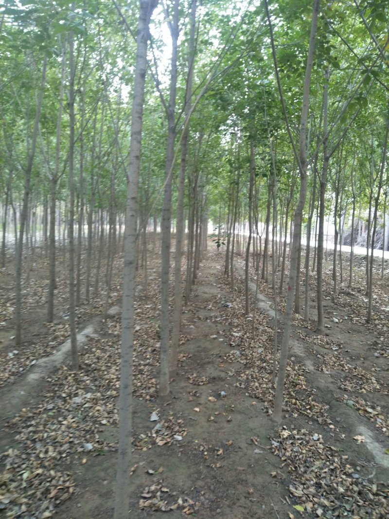 小叶直杆榆树苗，白榆树苗，一年生丶二年生树苗，量大优惠