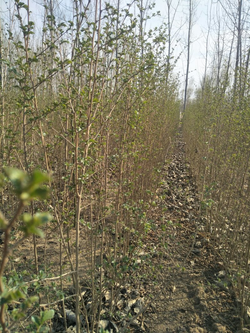 小叶直杆榆树苗，白榆树苗，一年生丶二年生树苗，量大优惠