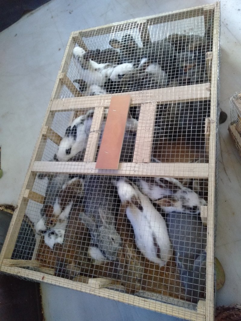 长沙望城佳源兔业