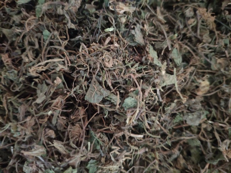 积雪草铜钱草马蹄草钱齿草崩大碗不满意可以退换货