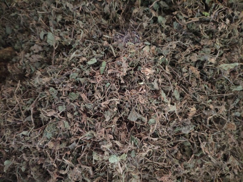 积雪草铜钱草马蹄草钱齿草崩大碗不满意可以退换货