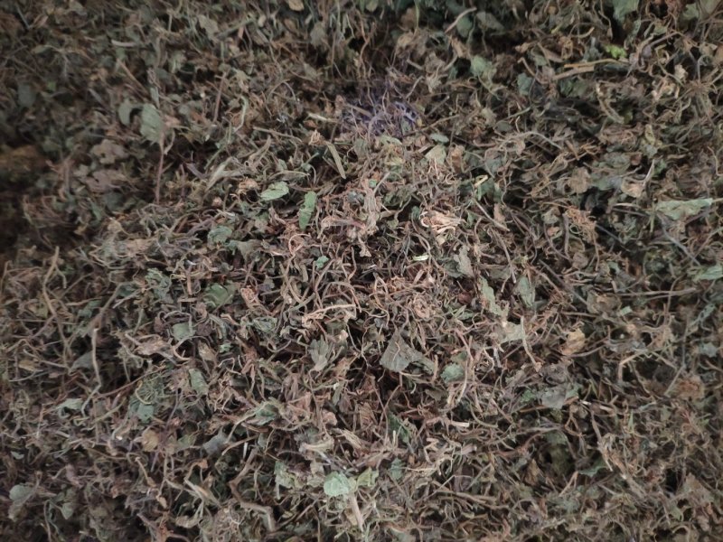 积雪草铜钱草马蹄草钱齿草崩大碗不满意可以退换货