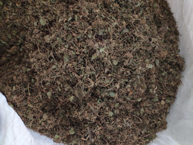 积雪草铜钱草马蹄草钱齿草崩大碗不满意可以退换货