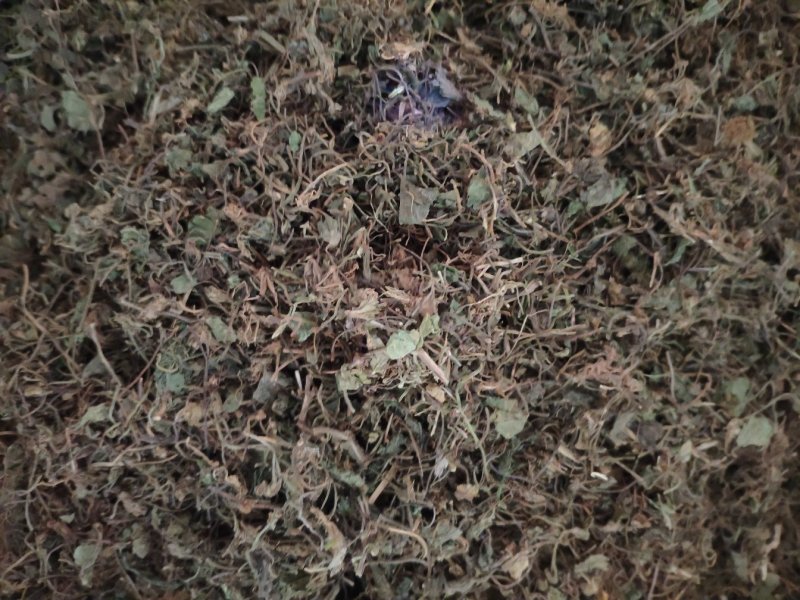 积雪草铜钱草马蹄草钱齿草崩大碗不满意可以退换货