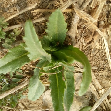 野生刺儿菜