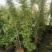 藤本月季爬藤植物多种花色，可选，四季开花花卉阳台庭院绿植