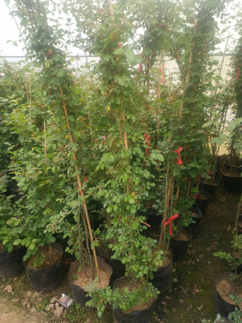 藤本月季爬藤植物多种花色，可选，四季开花花卉阳台庭院绿植