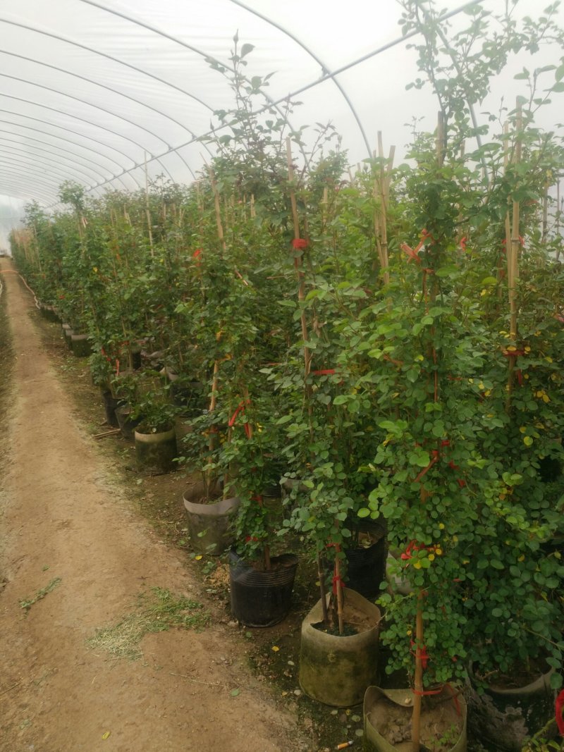 藤本月季爬藤植物多种花色，可选，四季开花花卉阳台庭院绿植