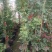 藤本月季爬藤植物多种花色，可选，四季开花花卉阳台庭院绿植