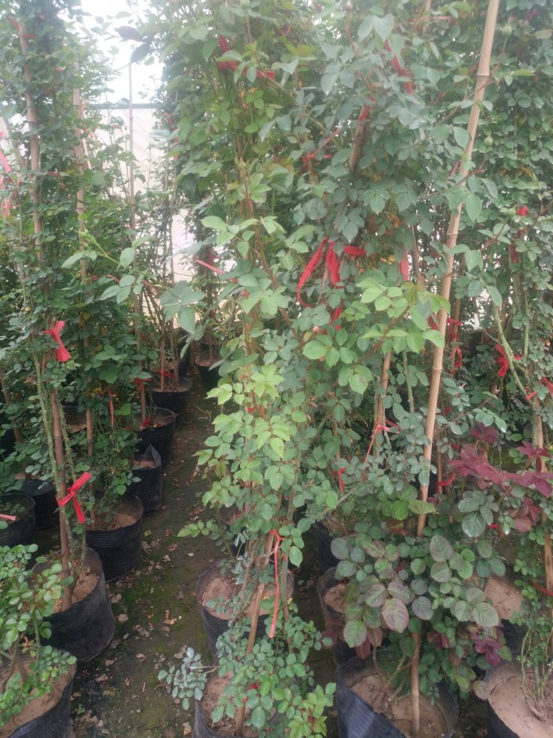 藤本月季爬藤植物多种花色，可选，四季开花花卉阳台庭院绿植