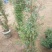 藤本月季爬藤植物多种花色，可选，四季开花花卉阳台庭院绿植