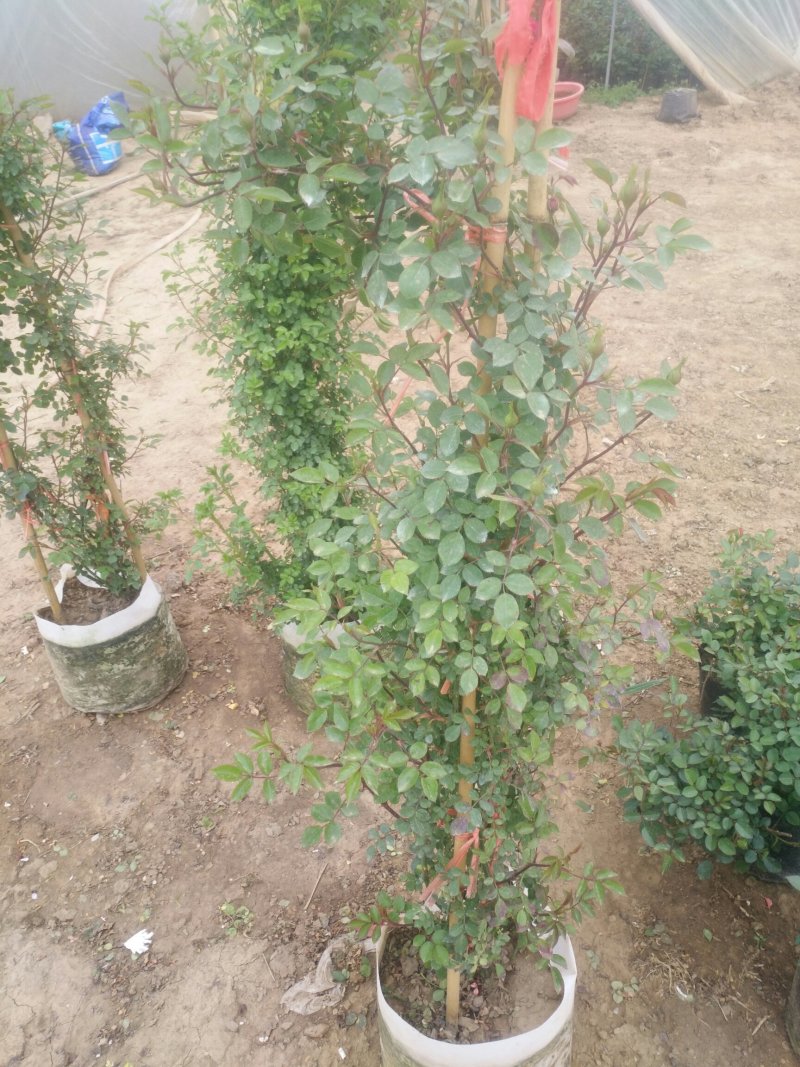 藤本月季爬藤植物多种花色，可选，四季开花花卉阳台庭院绿植