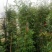 藤本月季爬藤植物多种花色，可选，四季开花花卉阳台庭院绿植
