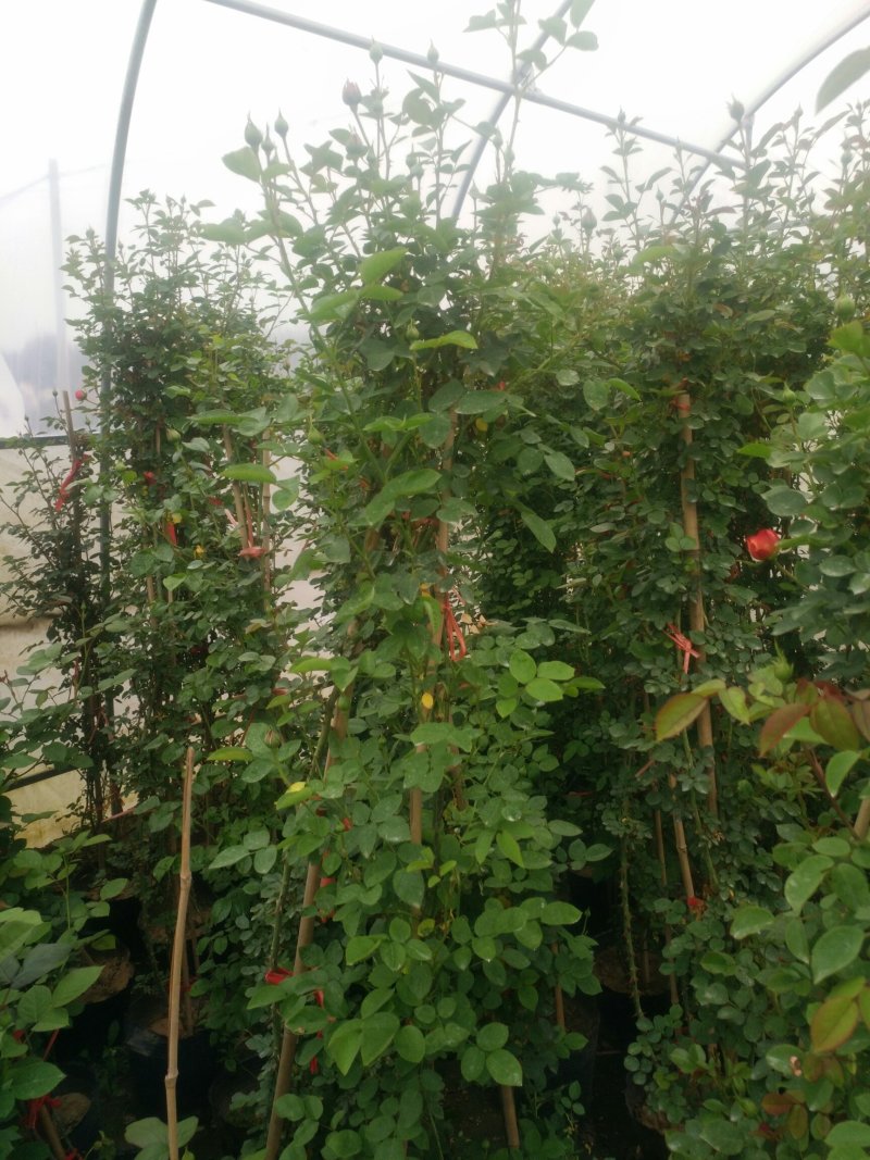 藤本月季爬藤植物多种花色，可选，四季开花花卉阳台庭院绿植