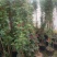 藤本月季爬藤植物多种花色，可选，四季开花花卉阳台庭院绿植
