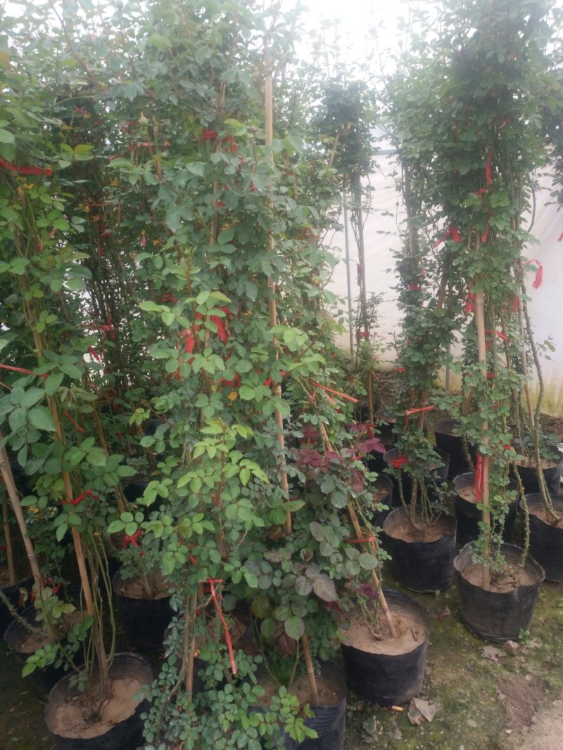 藤本月季爬藤植物多种花色，可选，四季开花花卉阳台庭院绿植