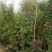 藤本月季爬藤植物多种花色，可选，四季开花花卉阳台庭院绿植