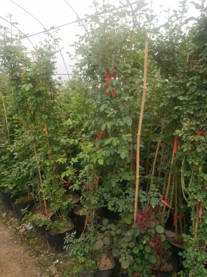 藤本月季爬藤植物多种花色，可选，四季开花花卉阳台庭院绿植