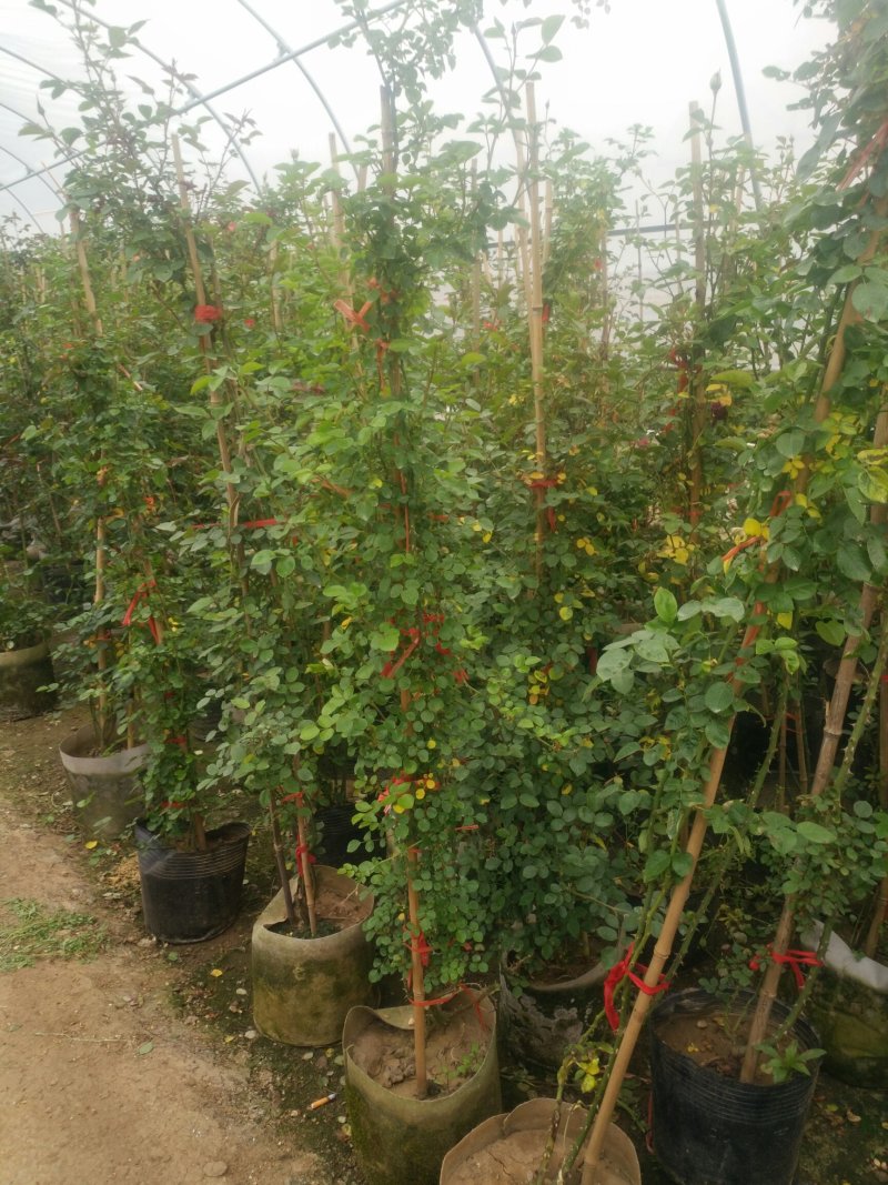 藤本月季爬藤植物多种花色，可选，四季开花花卉阳台庭院绿植