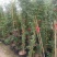 藤本月季爬藤植物多种花色，可选，四季开花花卉阳台庭院绿植