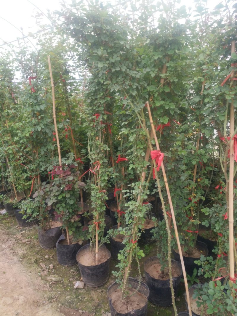 藤本月季爬藤植物多种花色，可选，四季开花花卉阳台庭院绿植