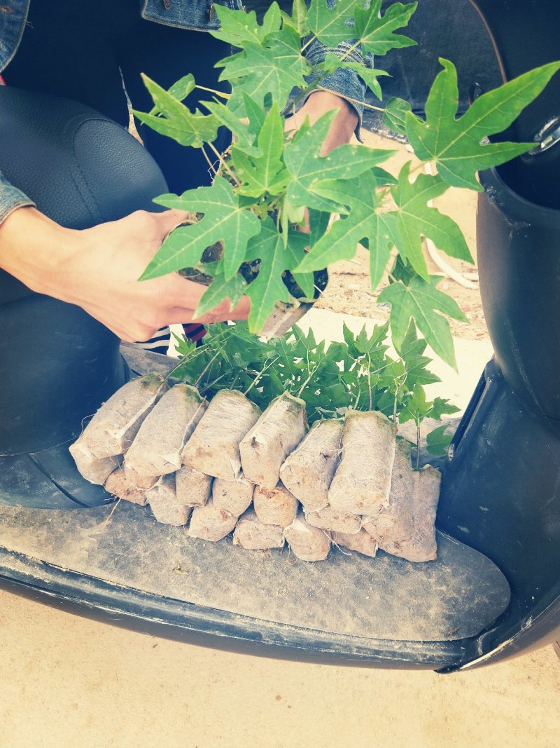 红肉木瓜苗