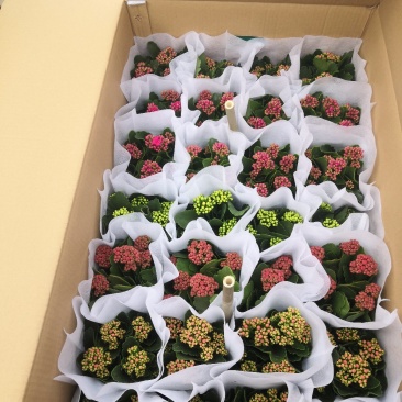 高品质长寿花便宜卖