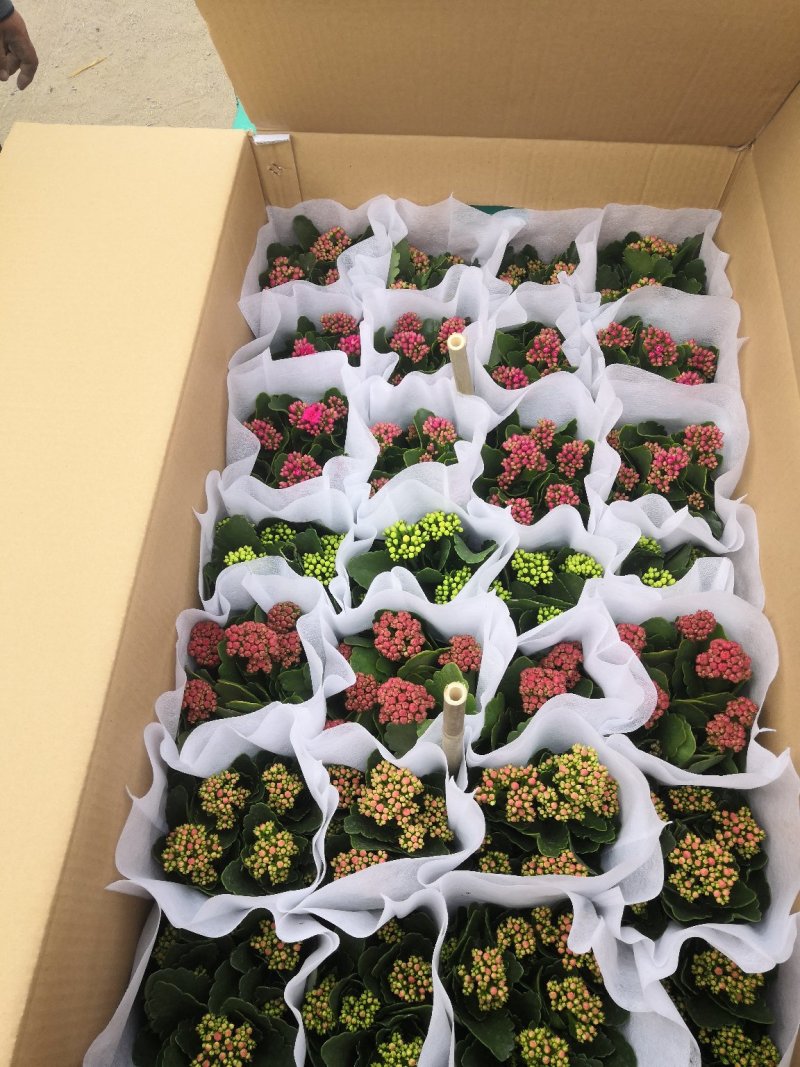 高品质长寿花便宜卖