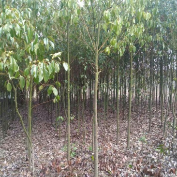 香樟3公分