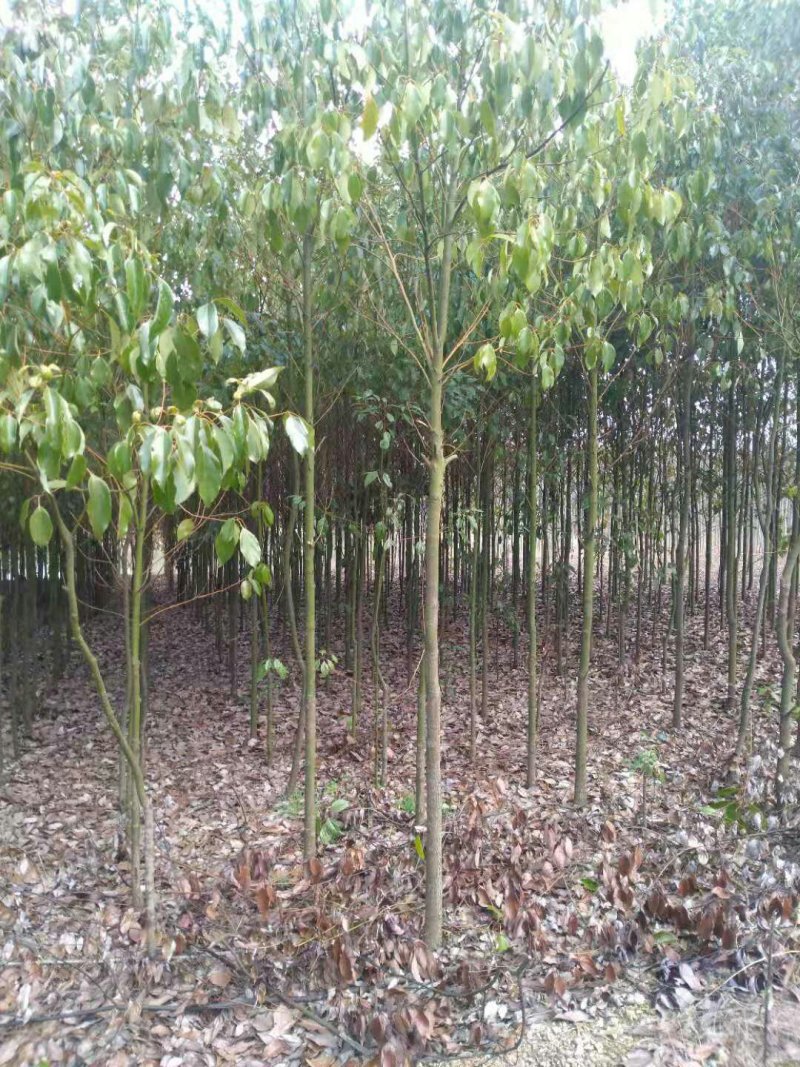 香樟3公分