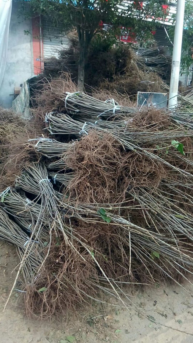 大樱桃车厘子苗，适应南北种植红灯，美早，俄八，冰库