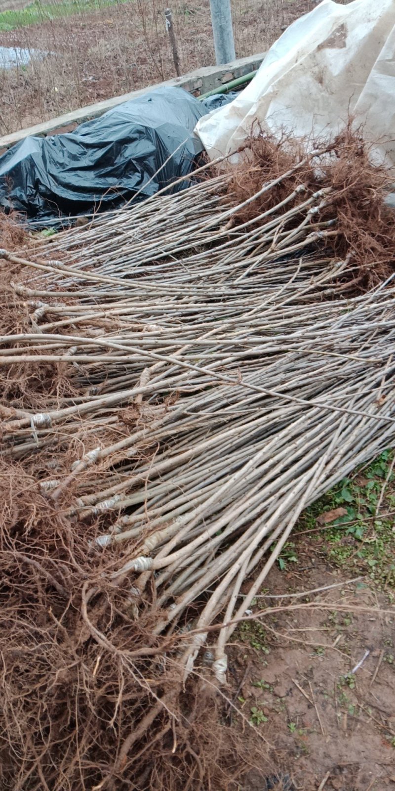 大樱桃车厘子苗，适应南北种植红灯，美早，俄八，冰库