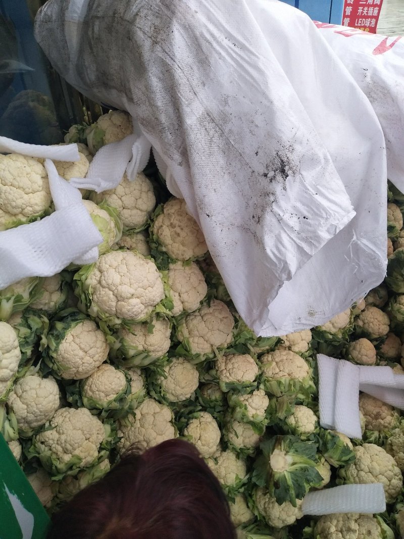 汉中白花菜花2~3斤紧花乳白，现货，产地一手货源