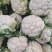 汉中白花菜花2~3斤紧花乳白，现货，产地一手货源