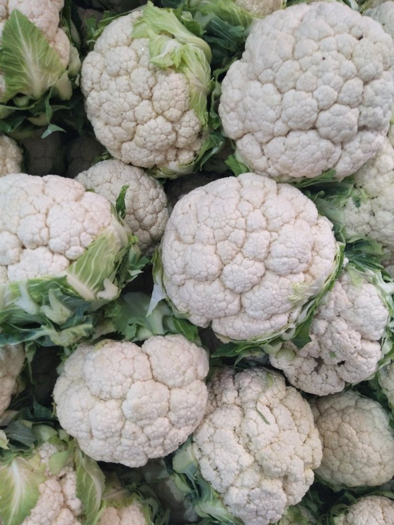 汉中白花菜花2~3斤紧花乳白，现货，产地一手货源